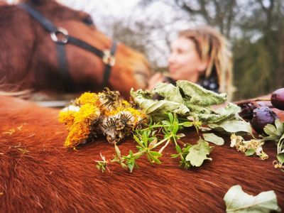 Fellwechsel Pferd und Hund